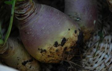 Superfood 101: Rutabaga!