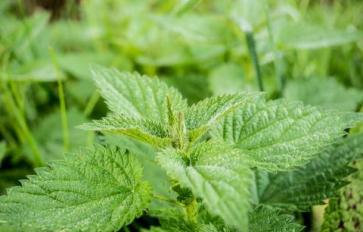 Stinging Nettle: Nature's Paradox