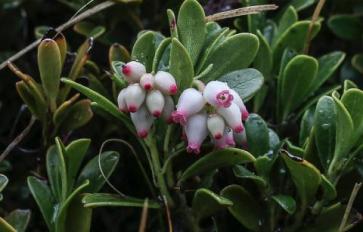 Herbal Healing: Uva Ursi