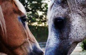 Transformation Through Equine Facilitated Learning