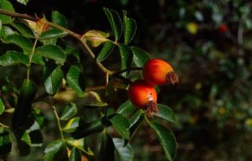 The Goodness of Goji