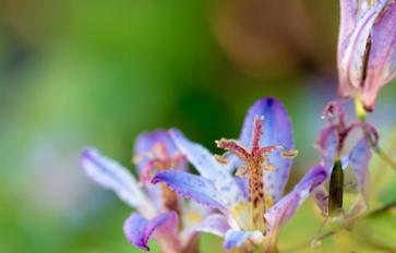 Your Guide to Summer Flowers: Toad Lily