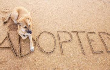 Before You Adopt: What To Consider When Choosing A Dog