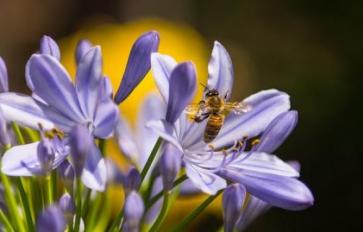 7 Healing Benefits of Propolis
