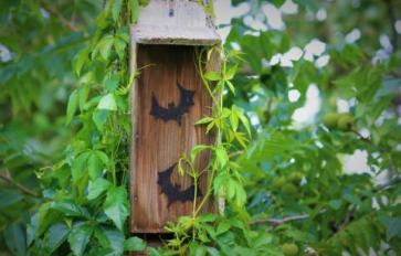 How To Build A Bat House & Attract Bats To Your Yard