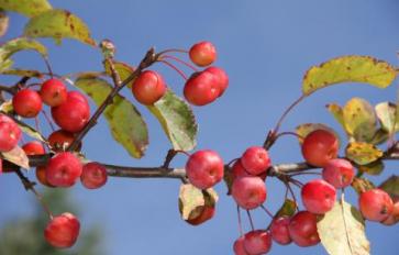 Berry Bushes Birds Love