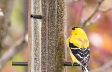 Attracting Birds To Your Backyard Feeder