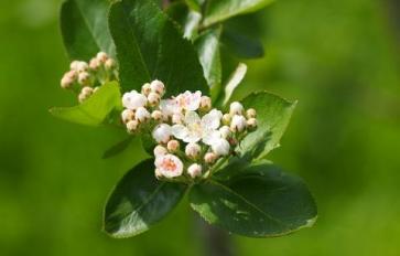 Organic Home Garden Series: 7 Sun-Loving Edible Shrubs