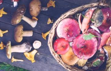 Wild Edible Mushrooms: Bolete Bonanza