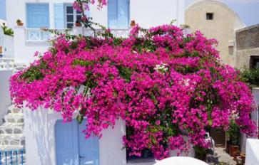 Your Guide To Summer Flowers: Bougainvillea