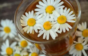 10 Therapeutic Uses of Chamomile Flowers