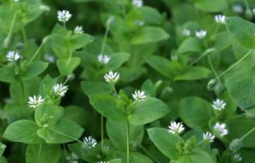 Meet The Weeds: Chickweed As Food & Medicine