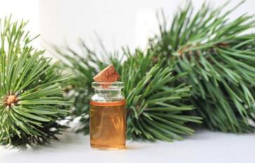 Essential Oil Essentials: 5 Fantastic Conifer Oils