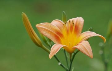 Your Guide To Summer Flowers: Daylily