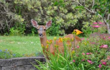 How To Keep Deer Out Of Your Garden