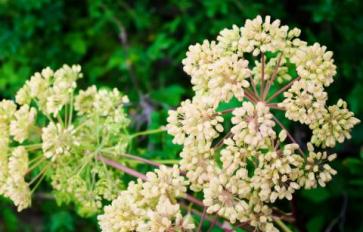 Medicinal Plants To Start In Your Fall Garden