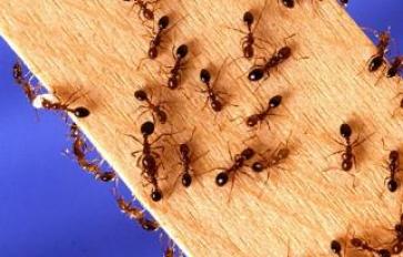Your Non-Toxic Guide to Ant Control