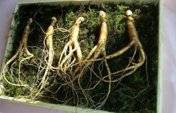 Superfood 101: Ginseng!