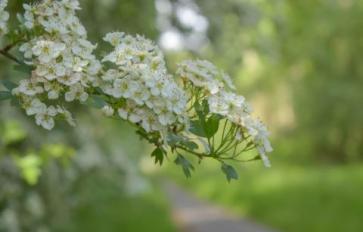 Sacred Trees: Hawthorn Folklore, Medicine & Food