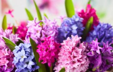 Your Guide To Summer Flowers: Hyacinth