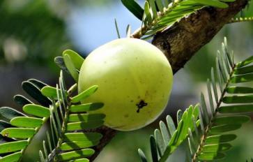 Triphala: The Ancient Ayurvedic Remedy