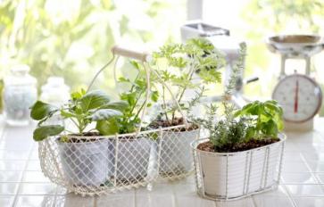 How To Grow Tomatoes, Basil & Lettuce From Seed