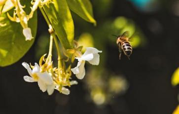 Essential Oils For Consciousness: Jasmine & Romance 