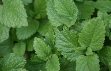 Herbs 101: Lemon Balm