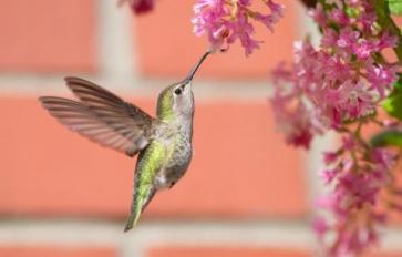 Build A Bird-Friendly Backyard With Native Plants