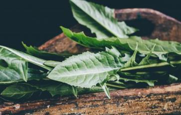Superfood 101: The Health Benefits Of Dandelion Greens