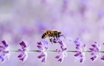 Urban Beekeeping With Detroit Hives