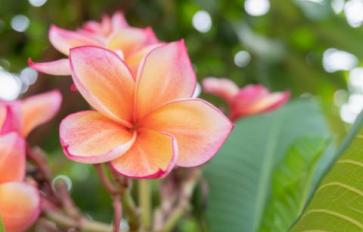 Your Guide To Summer Flowers: Plumeria (Frangipani)