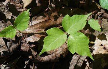 Your Summertime Guide To Poisonous Plants: Ivy, Oak, & Sumac