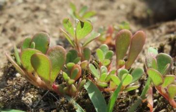 Your Guide To Backyard Weeds: Purslane