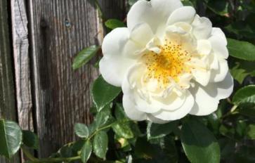 Your Guide To Summer Flowers: The Rose Family