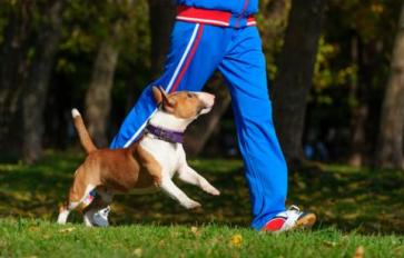 Tips & Tricks For Running With Your Dog