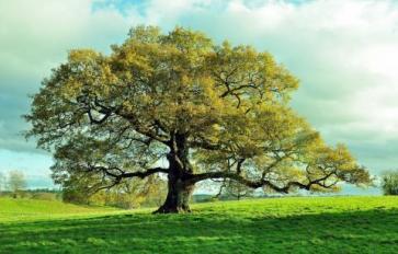 Sacred Trees: Oak Folklore, Medicine & Food