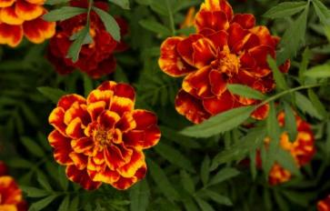 Your Guide To Summer Flowers: African Marigolds