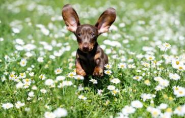 5 Best Herbs For Pets