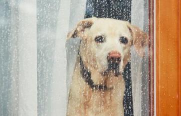 Rainy Day? 9 Indoor Games & Activities For Dogs