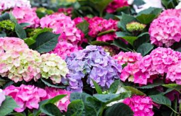 Your Guide To Summer Flowers: Hydrangea
