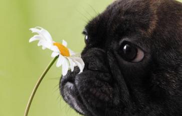 Natural Remedies For Your Dog’s Allergies