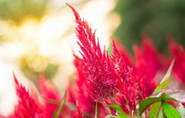 Your Guide To Summer Flowers: Cockscomb