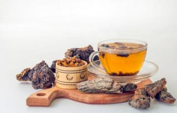 Chaga Mushrooms: Black Gold For Your Health