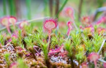 Fun Carnivorous Plants to Grow!