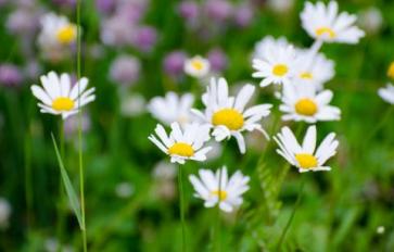 Your Guide To Summer Flowers: Shasta Daisy