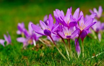 Your Guide To Flowers: Colchicum