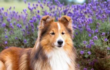 The Botanical Dog: Calming Herbs For Your Nervous Canine