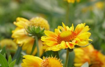 Your Guide To Summer Flowers: Gaillardia (Blanket Flower)