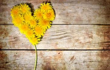 Dandelions: Fine Wine to Sweet Tea